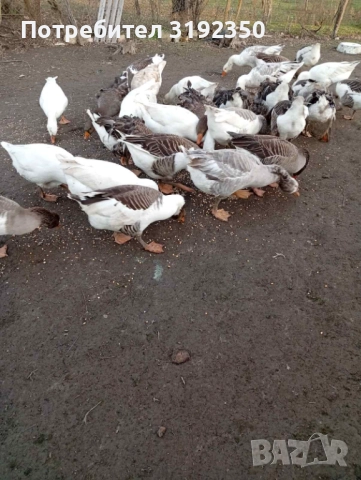 Продавам гъски свободно отглеждани., снимка 4 - други­ - 52587108