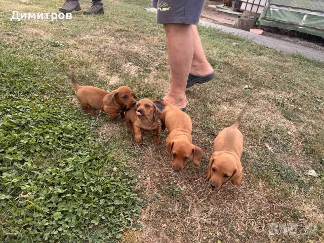 Шоколадови дакелчета