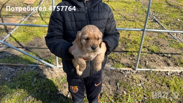 Кокер Шпаньол