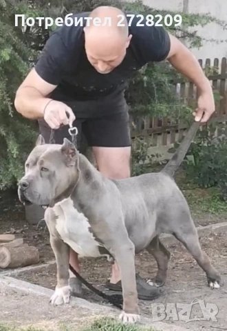 Американско Були Хл/American Bully XL , снимка 8 - Питбул - 53262294