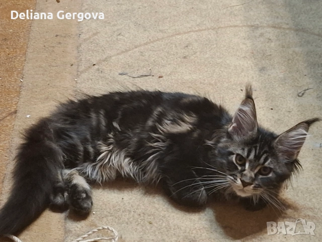 Котета Мейн кун, снимка 7 - Мейн кун - 53102328