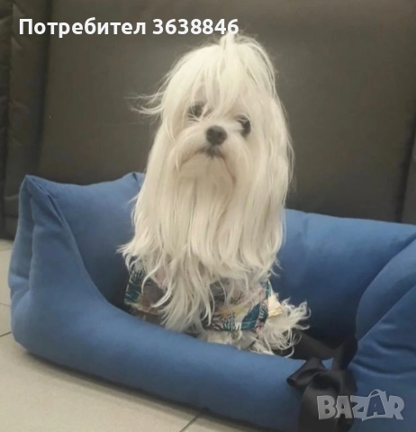 малтийска болонка тeakup