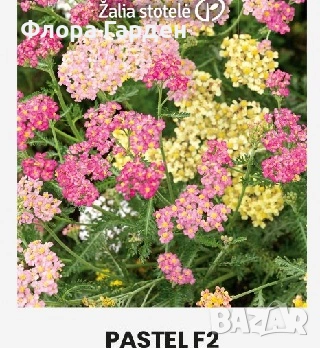 СЕМЕНА - Цветя двугодишни и многогодишни, снимка 7 - Сортови семена и луковици - 47504913