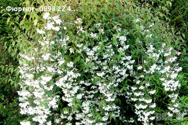 Филаделфус (Philadelphus), снимка 4 - Разсади - 53200782