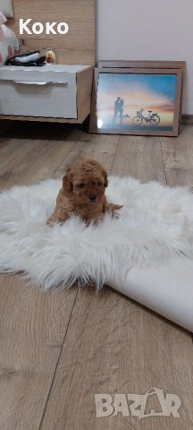 той пудел/пудели , снимка 3 - Пудели - 44313639