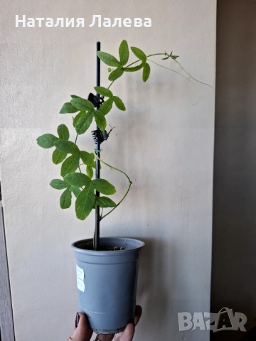 Бяла пасифлора, passiflora Constance Elliot, снимка 2 - Стайни растения - 53702464