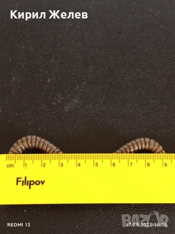 Маркова катарама тока за колан JUST CAVALLI 51287, снимка 5 - Колани - 51741198