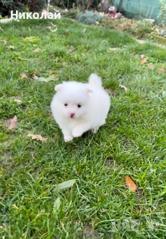 Померан мини момче. Померанче, снимка 2 - Померан - 52633667