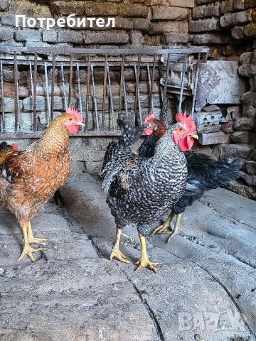 продавам петли , снимка 1