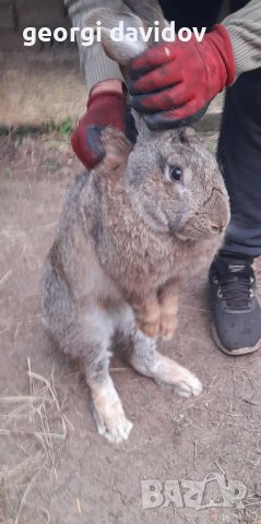 Домашни свободни зайци, снимка 7 - Други - 41344919