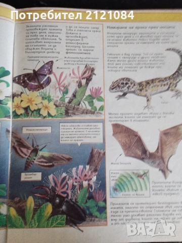 Детска енциклопедия / Живият свят , снимка 2 - Детски книжки - 53475671