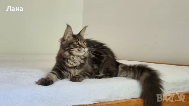 Мейн кун коте, снимка 12 - Мейн кун - 35948872