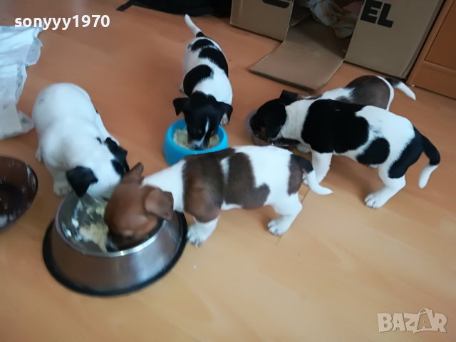 джак ЖЕНСКО КУТРЕ 11 МЕСЕЦА 2803221715, снимка 17 - Джак ръсел териер - 36259606