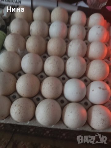 Пуешки яйца , снимка 1 - Кокошки и пуйки - 41474354