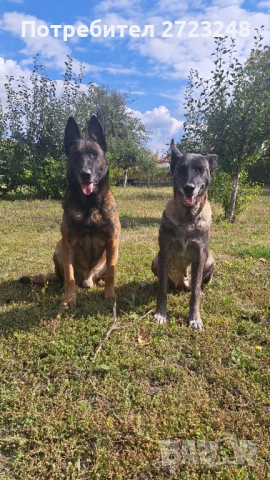Кученца белгийска овчарка , снимка 8 - Белгийска овчарка - 52937741