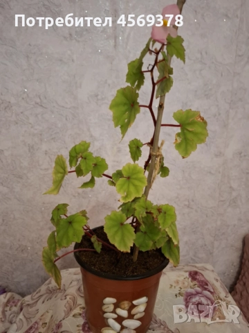 Бегония, снимка 2 - Стайни растения - 52168850