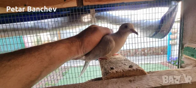 корели и скумруци , снимка 3 - Папагали - 47539847