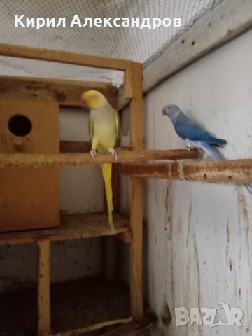 Продавам папагали малък Александър., снимка 9 - Папагали - 40129767