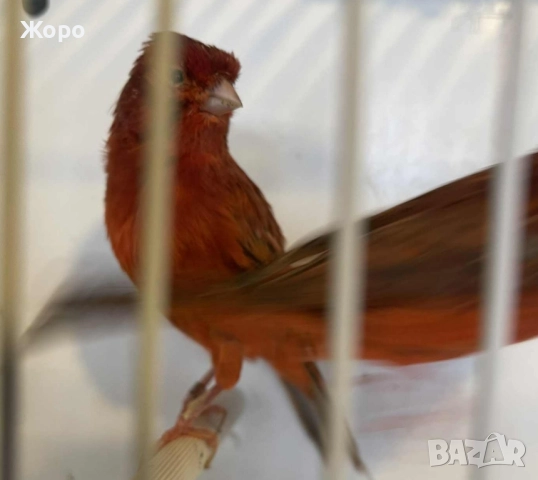 Продавам чифт , снимка 3 - Канари - 52343879