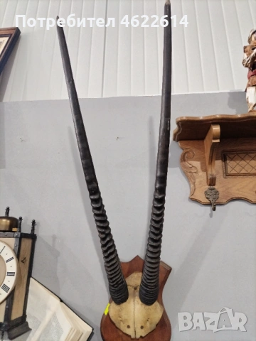 ГОЛЯМ ЛОВЕН ТРОФЕЙ НА АНТИЛОПА , снимка 2 - Антикварни и старинни предмети - 53642840