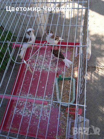 Канарчета-женски, снимка 4 - Канари - 40637431