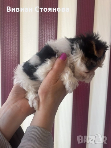 Мъжко и женско йорки бивери, снимка 10 - Йоркширски териер - 53825854