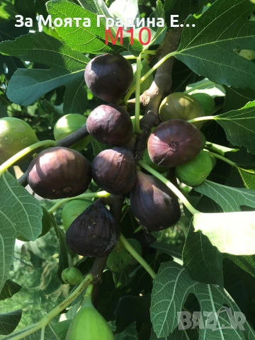 Смокиня Мичуринска , снимка 4 - Градински цветя и растения - 53618424