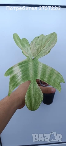 Philodendron florida ghost, снимка 1