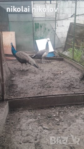 двойка пауни