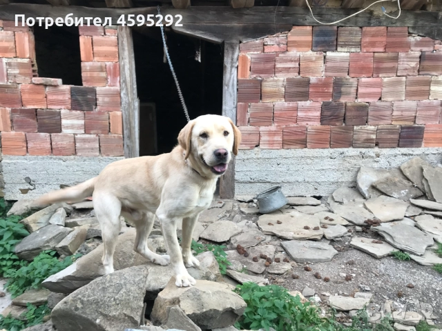 Предлагам домашно куче, снимка 1