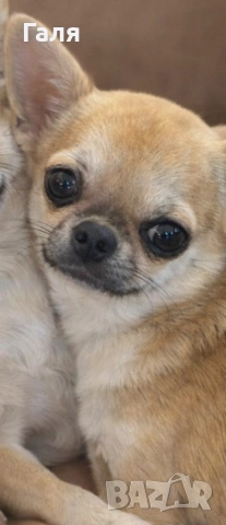 мини чихуахуа 