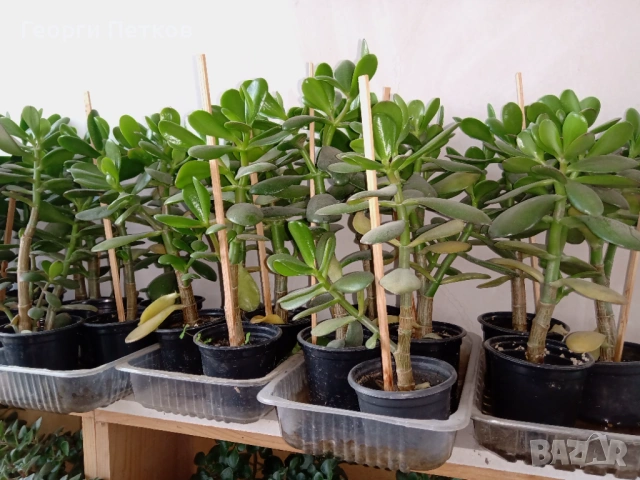 Дървото на живота - Красула., снимка 5 - Стайни растения - 53583712