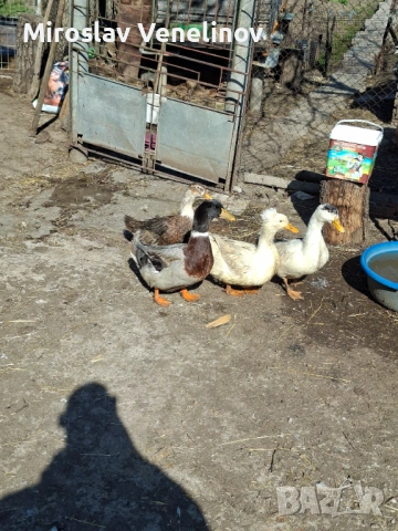 Продавам патици, снимка 2 - Патици и гъски - 53836741