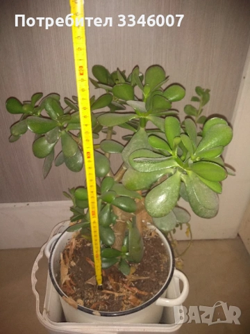 Дърво на живота /Красула овата/ , снимка 4 - Стайни растения - 53802298