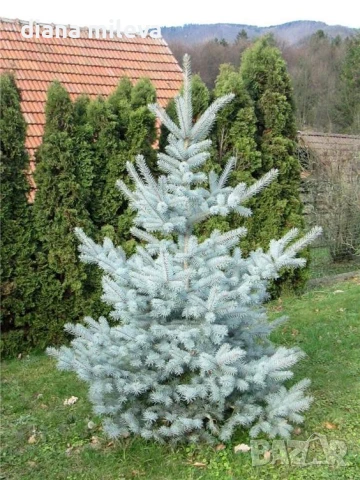 Сребрист смърч Едит, Picea pungens ‘Edith’