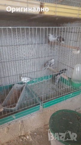 Шарени Диамантени гугутки 