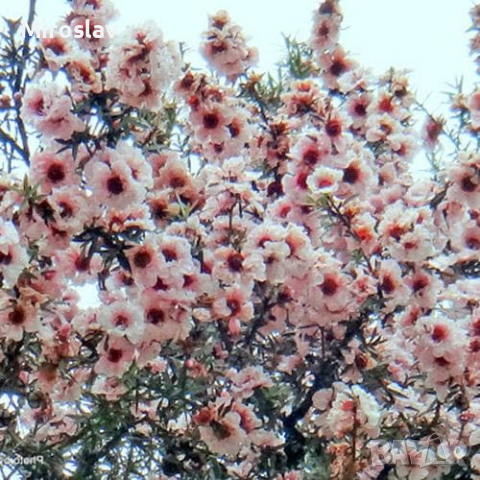 Чаено дърво (leptospermum 'appleblossom'), снимка 1 - Градински цветя и растения - 44759337