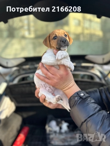 Джак ръсел териер, снимка 2 - Джак ръсел териер - 52748845