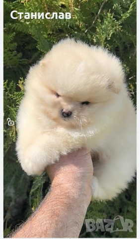 Две момчета , снимка 4 - Померан - 53860658