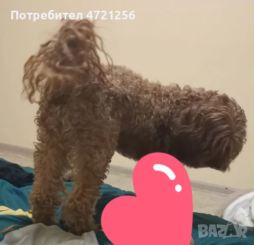 продавам женски той пудел, снимка 2 - Пудели - 55785812
