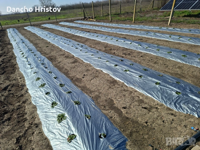 Мулч полагаща машина , снимка 6 - Други машини и части - 53669410