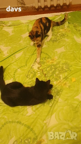 Приемен / постоянен Дом за Черна принцеса, снимка 15 - Други - 53331492