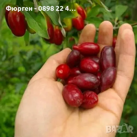  Замразени плодове, снимка 4 - Други - 43232137