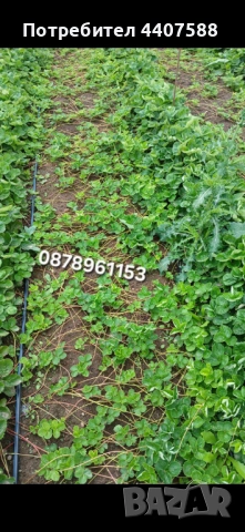 Разсад ягоди , снимка 5 - Разсади - 49528498