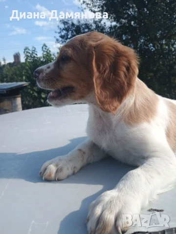 Продавам кученца бретон шпаньол , снимка 1