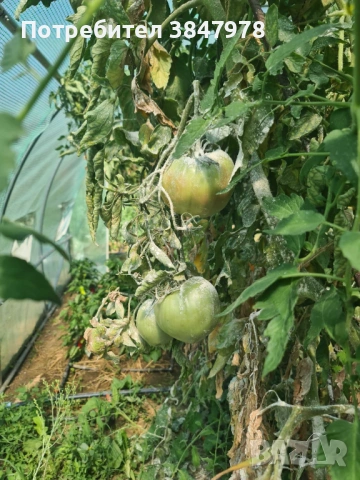Разсад домат "Биволско сърце", снимка 5 - Градински цветя и растения - 53735749