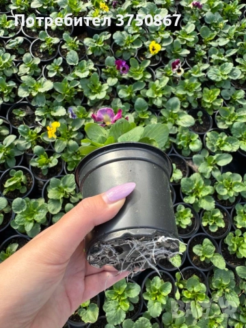 💞☀️🌿 Къдрави теменужки - Frizzle Sizzle, снимка 6 - Градински цветя и растения - 52084793