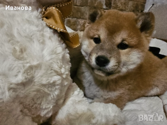 Шиба ину кученца, снимка 10 - Шиба ину - 46910234