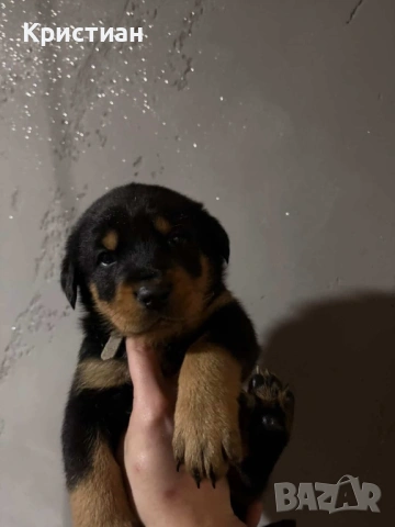 Продавам Чистокръвни Добермани , снимка 3 - Доберман - 53694238