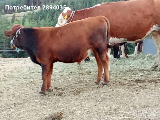телета различна възраст, снимка 3 - Крави - 56083123